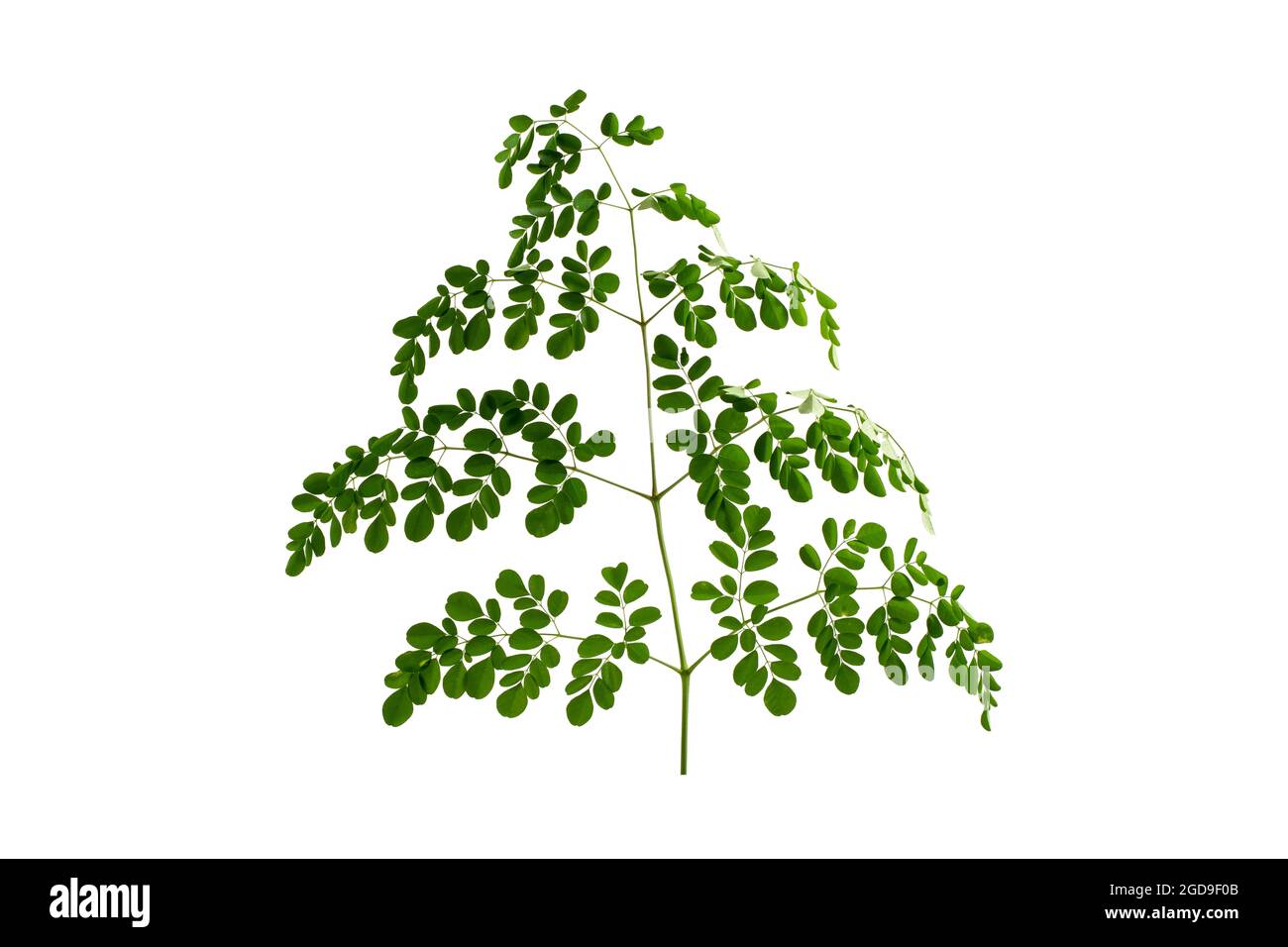 Moringa oleifera isoliert auf weißem Hintergrund Stockfoto