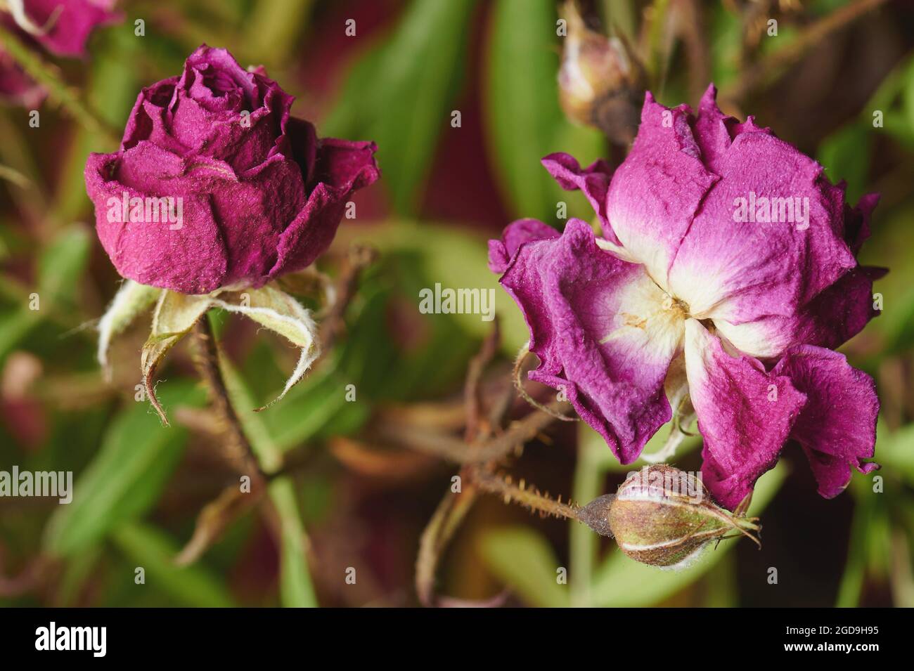Lila trockene Rosenblüten auf verschwommenem grünem Hintergrund Stockfoto