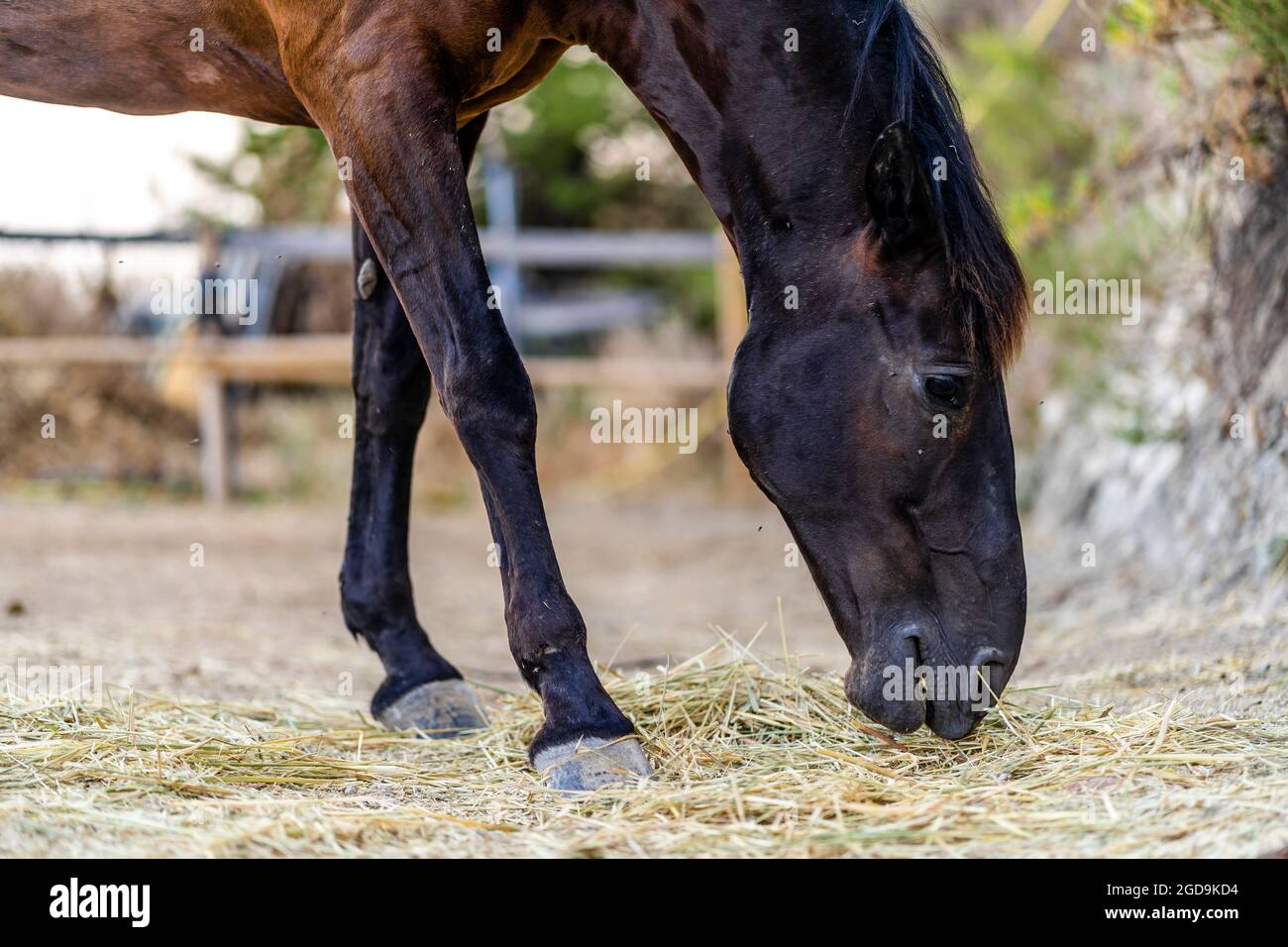 Braunes Pferd, das in Ruhe Heu auf der Ranch isst Stockfoto