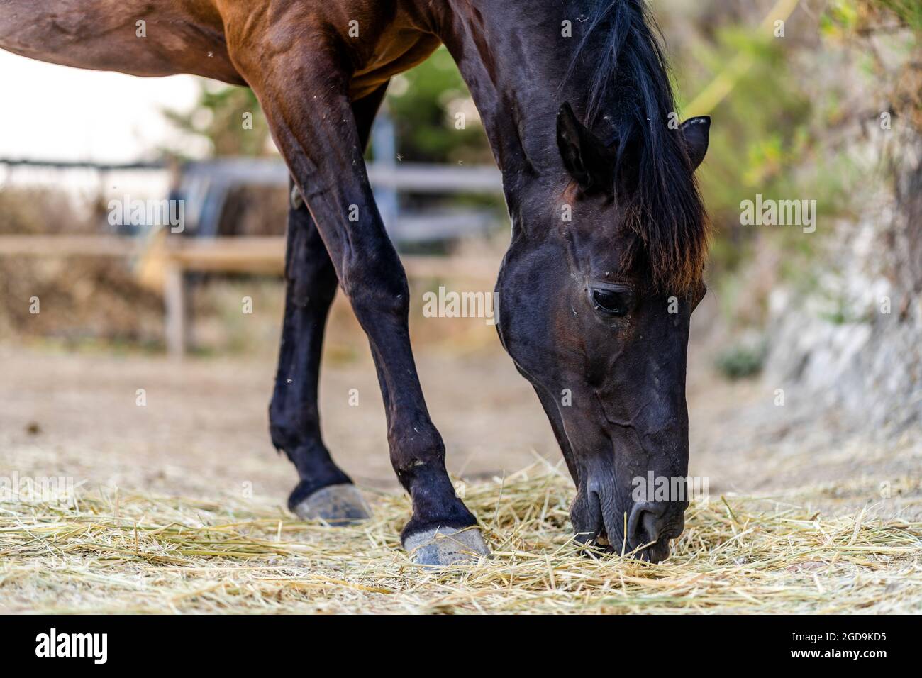 Braunes Pferd, das in Ruhe Heu auf der Ranch isst Stockfoto