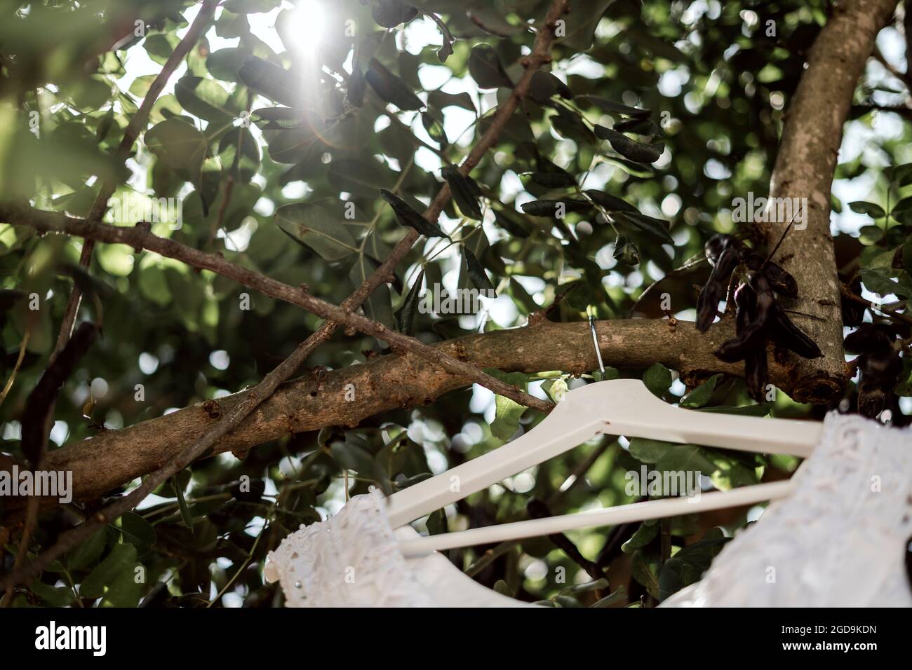 Langes, weißes Hochzeitskleid hängt im Sommer an einem Baum Stockfoto