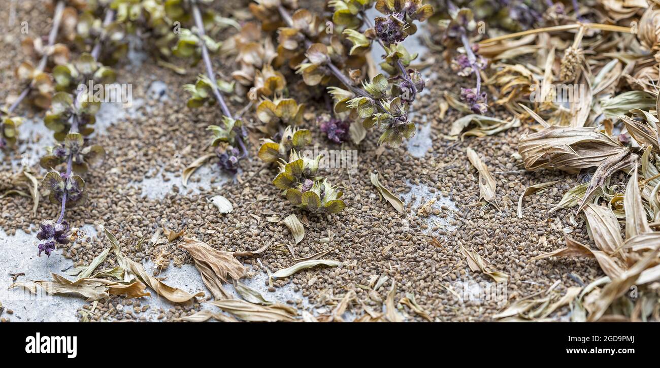 Sonnengetrocknete Culantro- oder Sägezahnkoriander-Samen, Blumen, Blätter (wissenschaftlicher Name ist Eryngium foetidum) für die Kultivierung in der nächsten Saison. Stockfoto