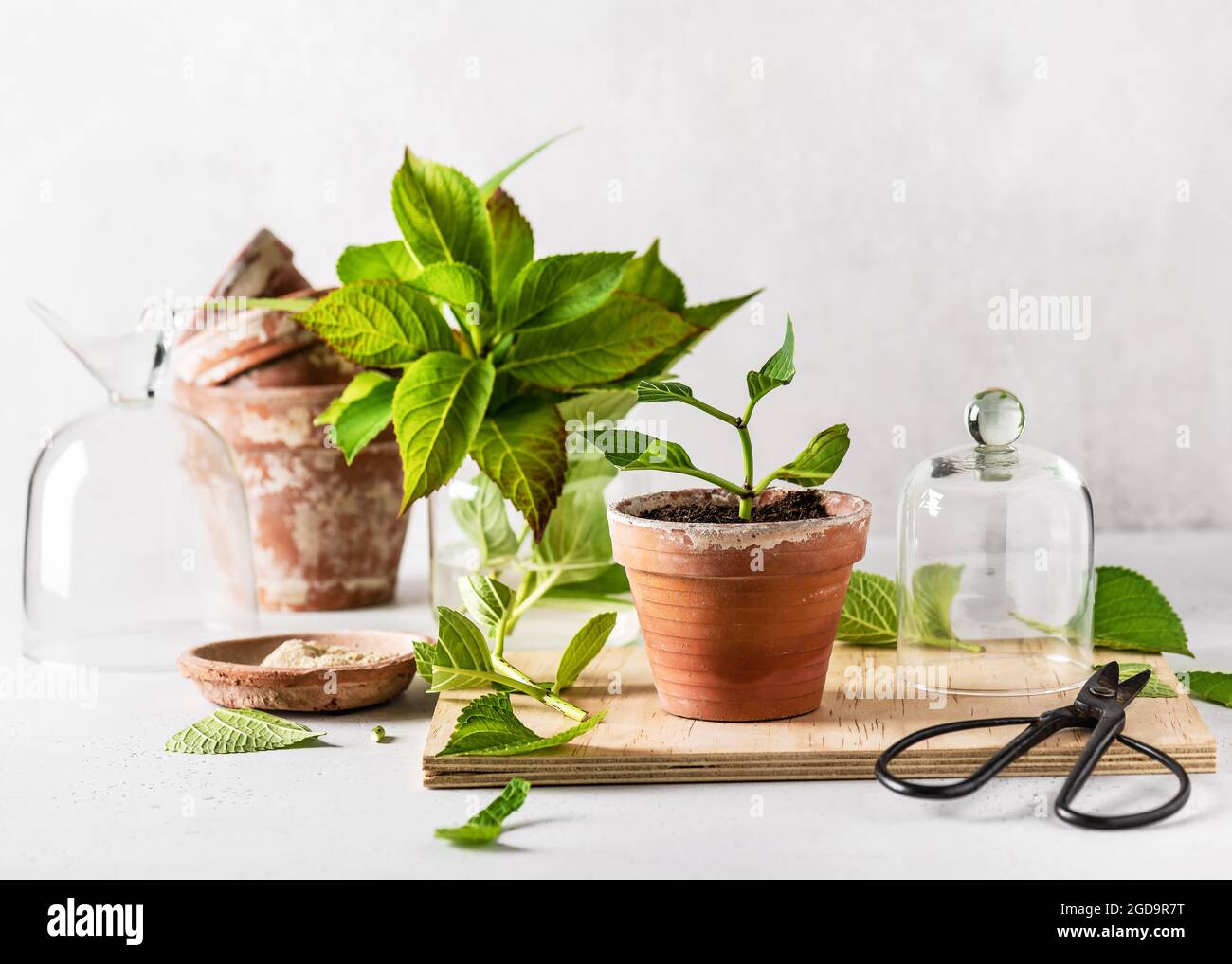 Neues Schneiden in alten Terrakotta-Blumentopf. Hortensien aus Stecklingen anbauen. Stockfoto