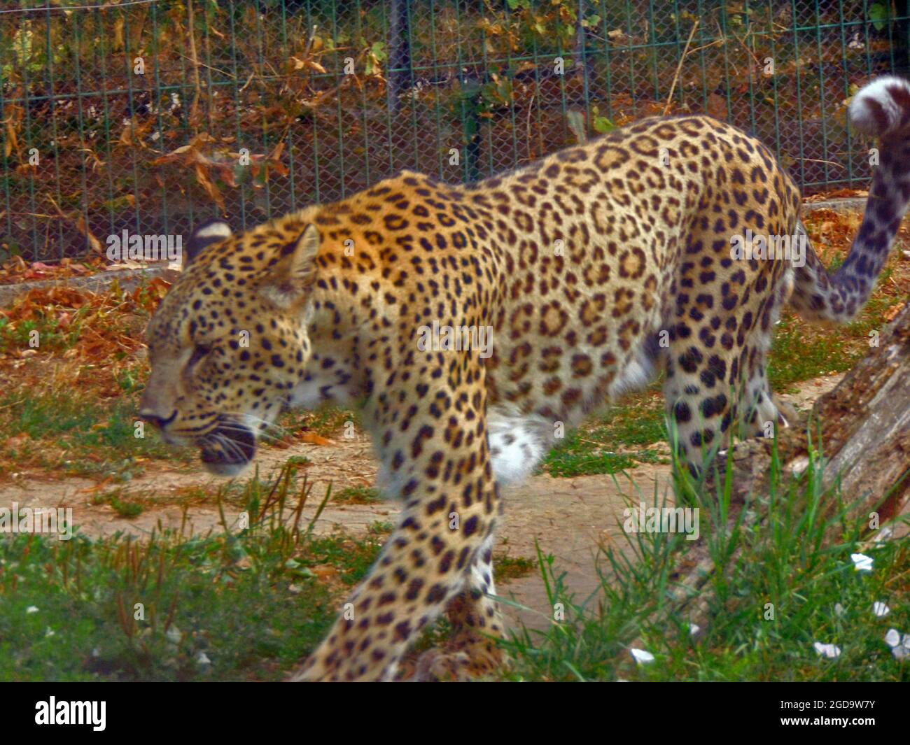 leopard in einer Feder im Zoo Stockfoto