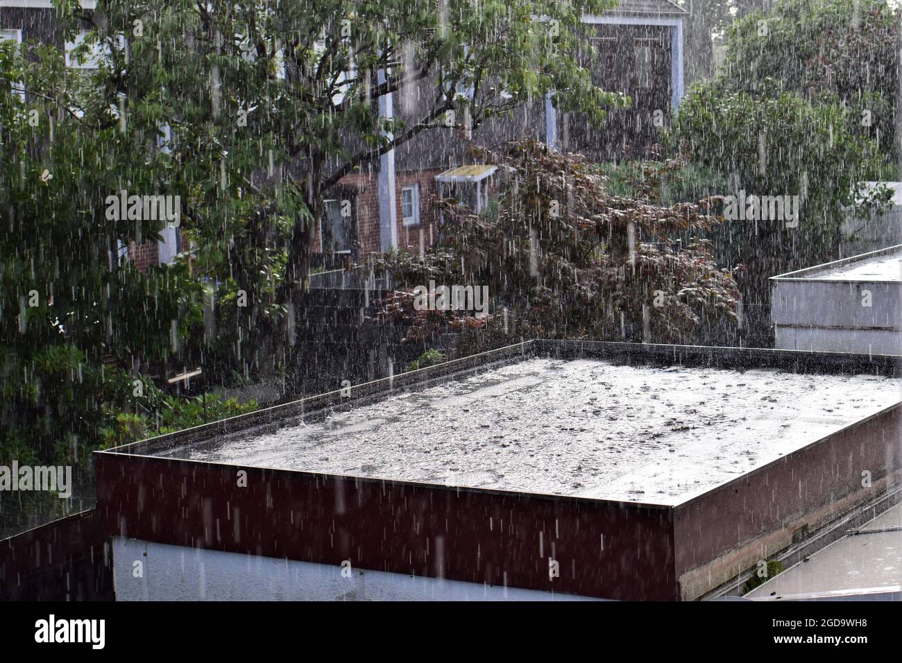 Starker Regen auf flachem Dach gegen Büsche, Bäume und einige Häuser Stockfoto