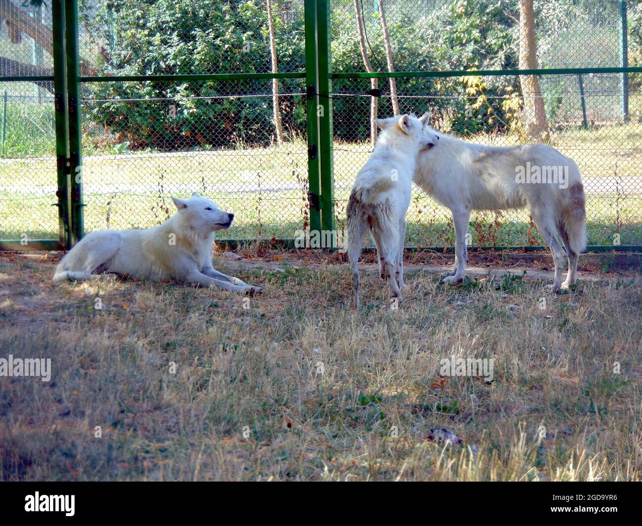 Drei weiße Wölfe im Zoo Stockfoto