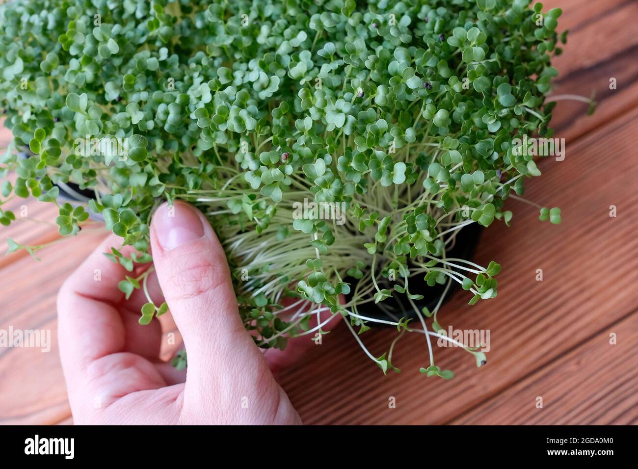 Microgreen Kohl berührt mit der Hand. Blick von oben. Grüne Sprossen. Stockfoto