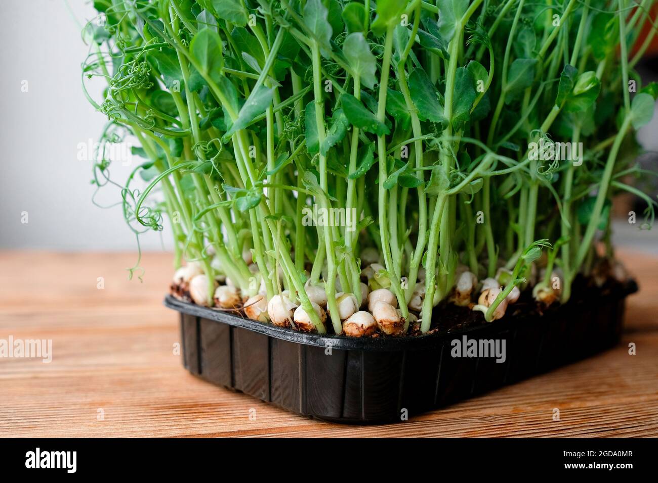 Junge Keimlinge von Erbsen in einem Behälter. Fertige Microgreens. Stockfoto