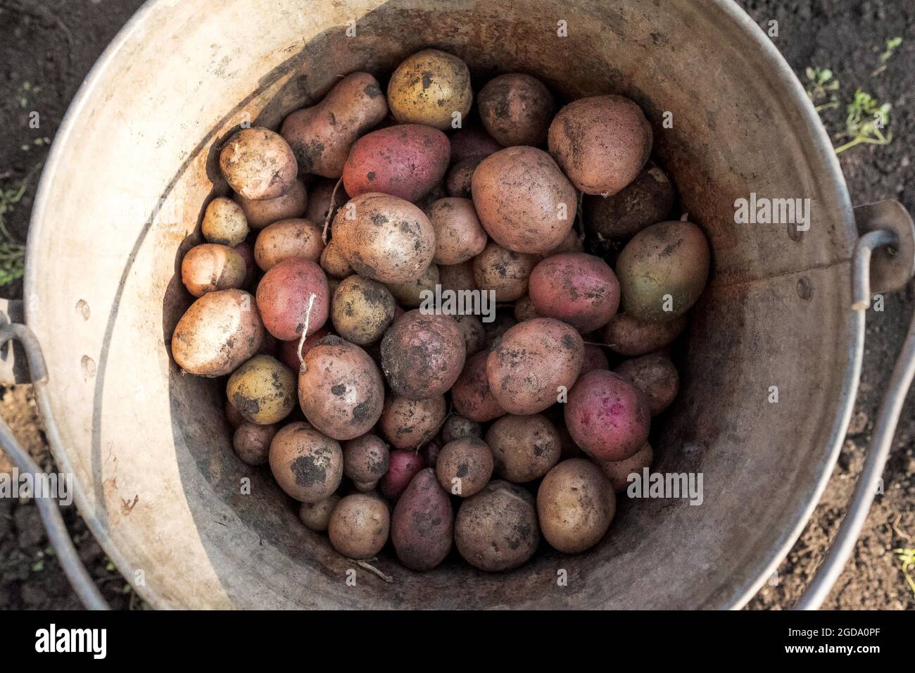 Kleine Kartoffeln mit einem Blecheimer. Ernte einer Vielzahl von Kartoffeln. Stockfoto