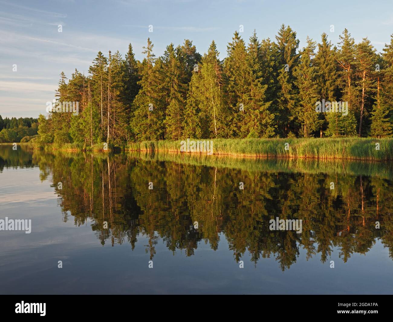 Typische tschechische Landschaft der Region Vysocina mit Teichen und Fichtenwäldern Stockfoto