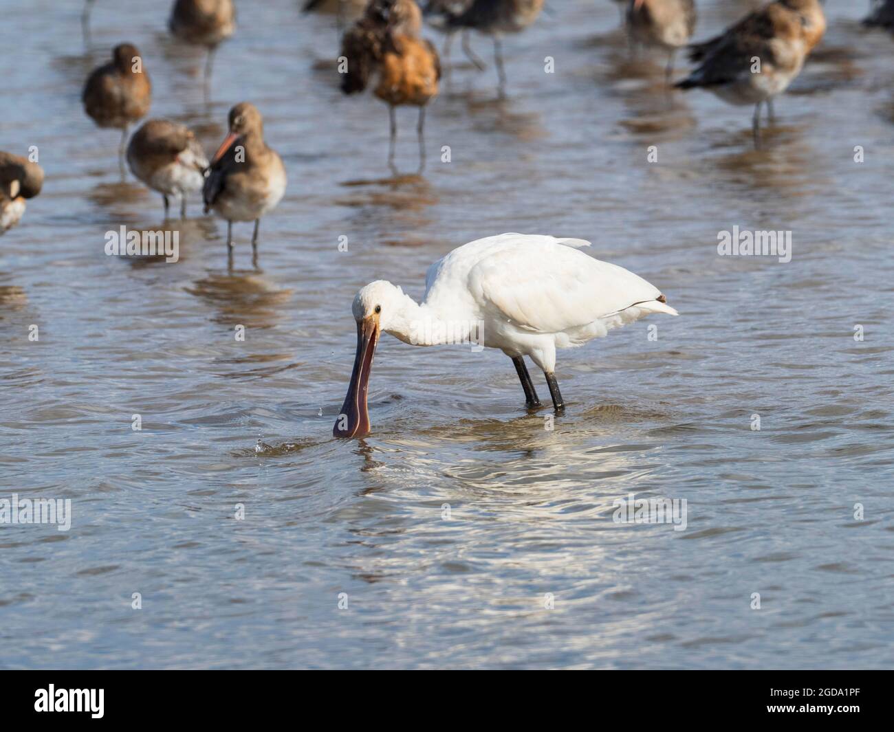 Löffelschnabel. Platalea leucorodia. Fütterung unter einer Herde roter Gefieder-Schwarzschwanzgottchen. Limosa limosa Stockfoto