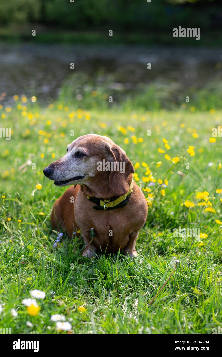 Ehrliches Porträt des Daschund-Hundes auf dem grünen Gras im Park. Stockfoto