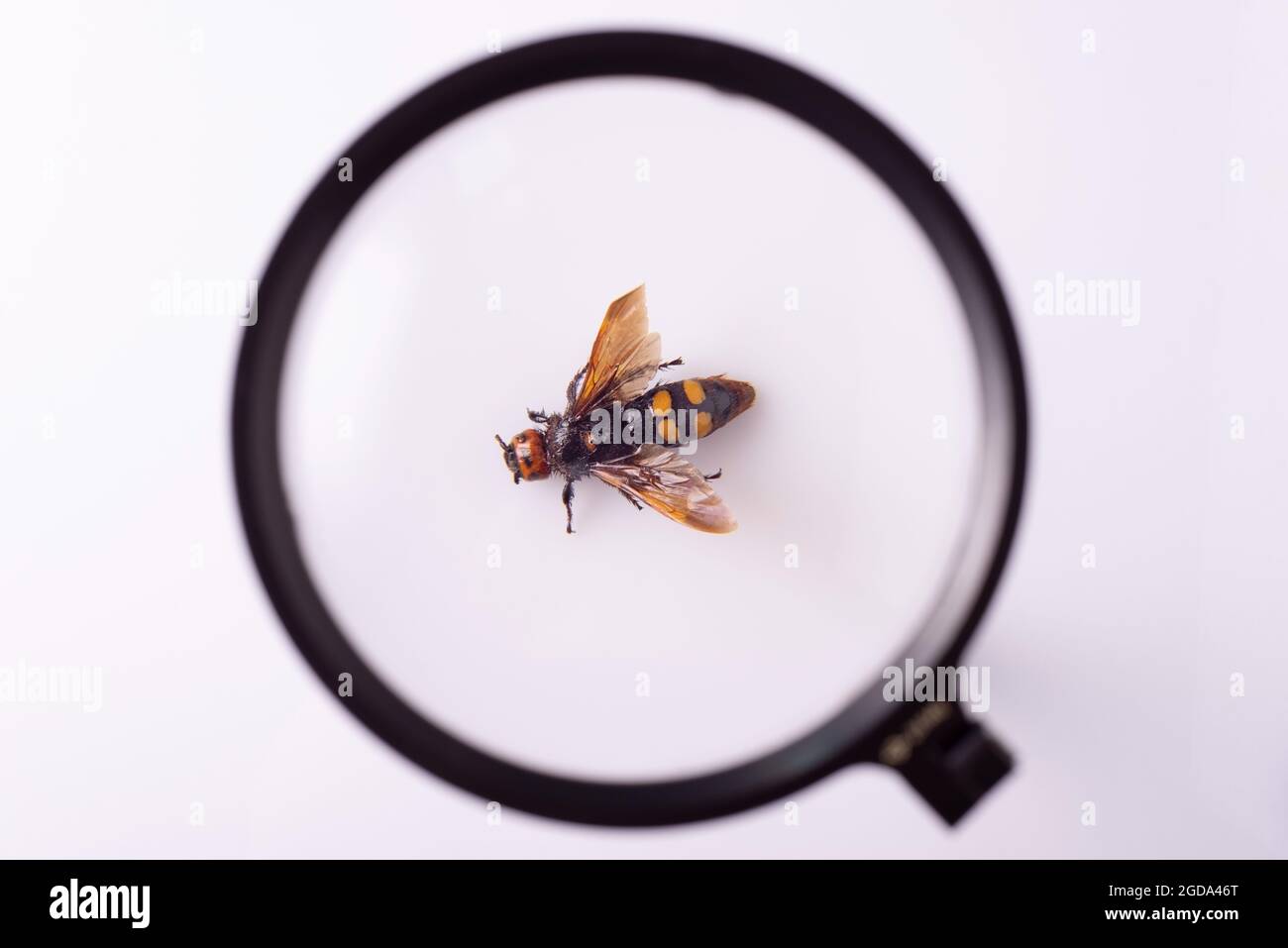Königin Wespe unter einer Lupe, auf weißem Hintergrund. Stockfoto