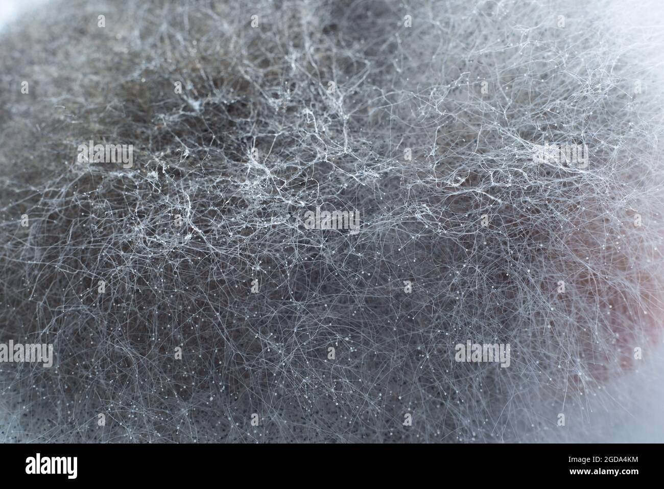 Makrokristalle und Filamente von Schimmelpilzen aus der Nähe Stockfoto