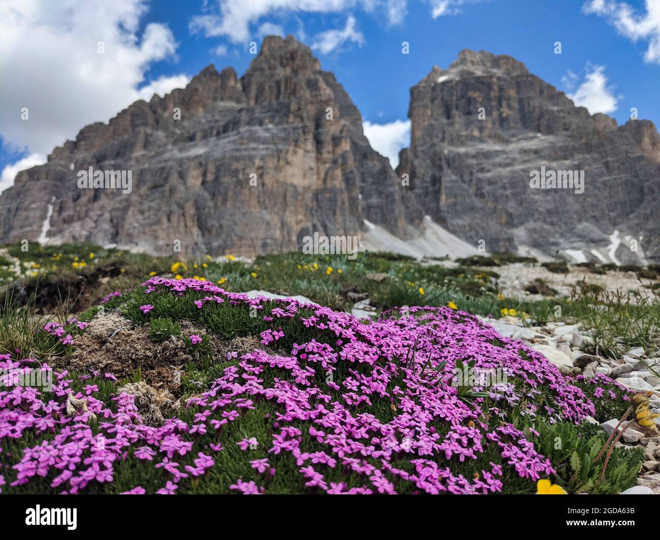 Schöne Aussicht auf die Tre Cime di Lavaredo. Schöne rosa Blumen vor dem Gipfel, Blue Sky. Fernweh Stockfoto