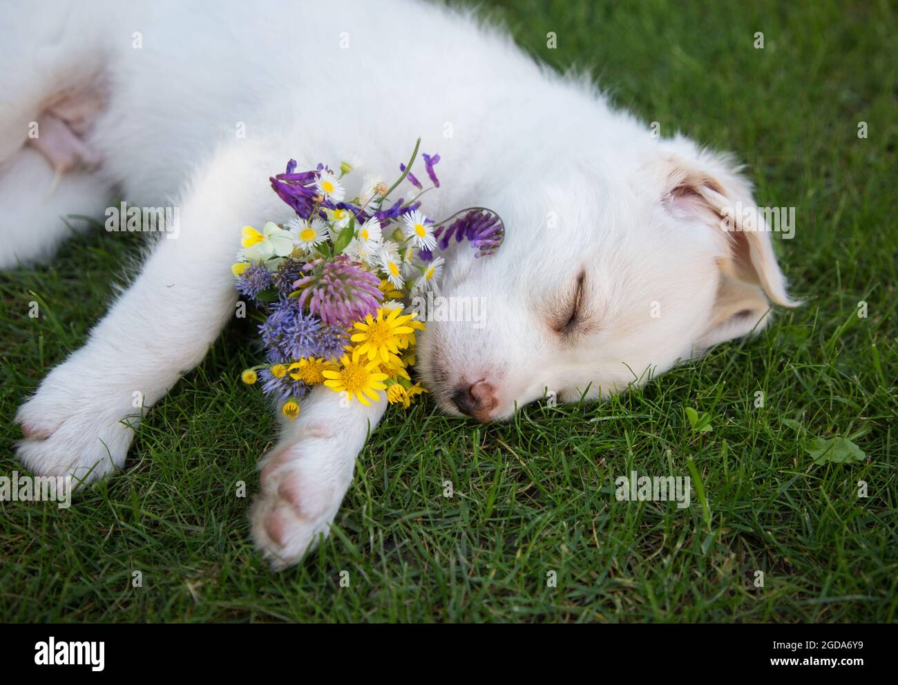 Lustige niedliche weiße Welpen schläft auf Gras. Auf seinen Pfoten liegt ein Bouquet von bunten Wildblumen. Zärtlichkeit. Gemütliche Kindheit von Haustieren. Geschenk, dankbar Stockfoto