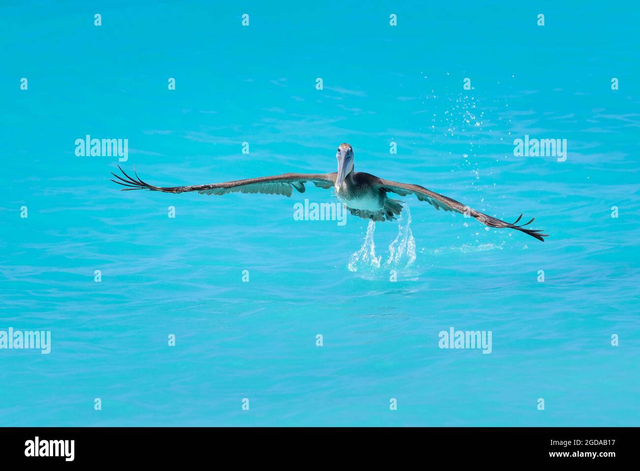 Brauner Pelikan (Pelecanus occidentalis), der aus tropisch gefärbtem Wasser abzieht, Bonaire, niederländische Karibik. Stockfoto