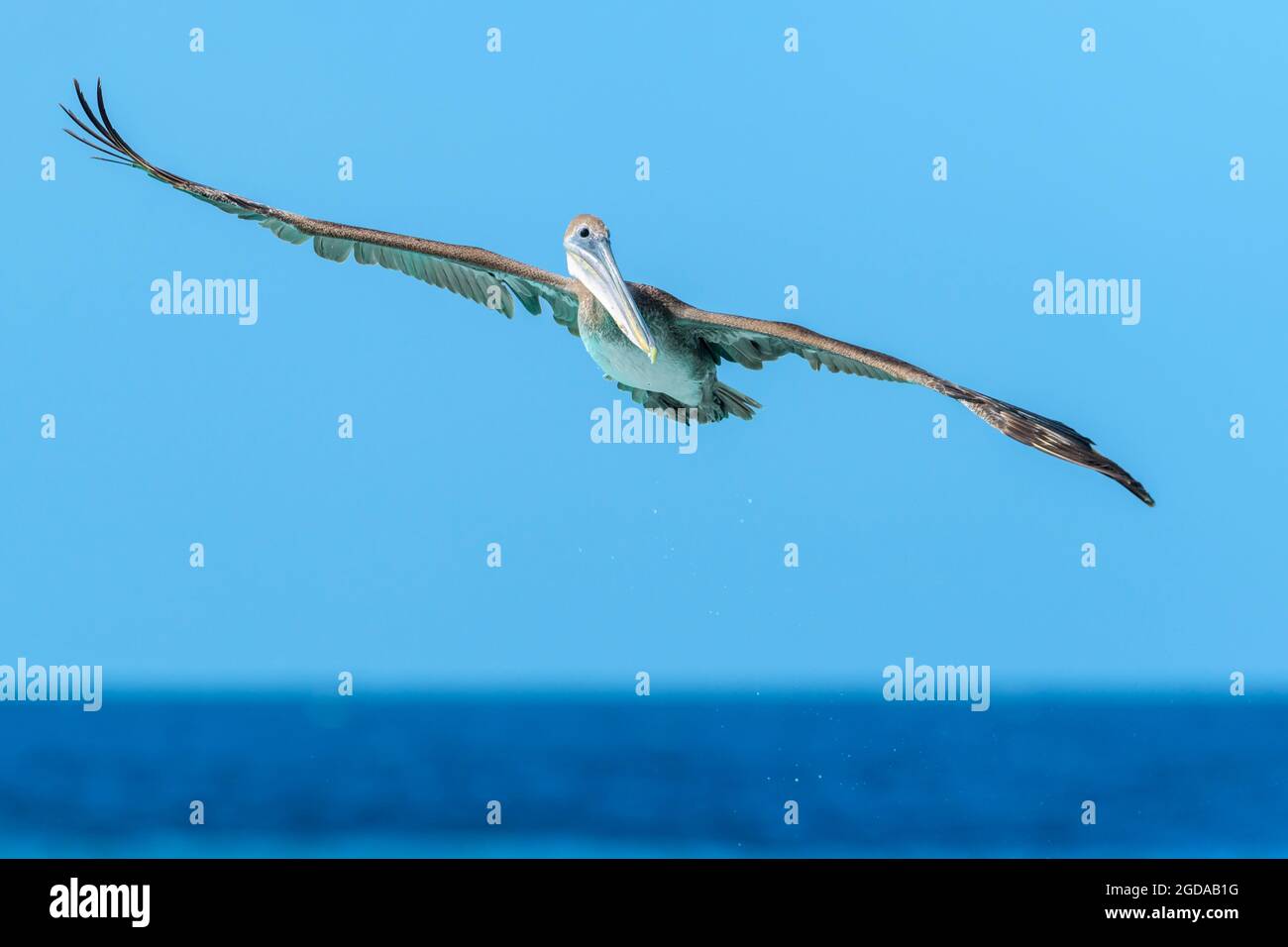 Brauner Pelikan (Pelecanus occidentalis), der gegen den blauen Himmel fliegt und nach Fischen schaut, Bonaire, niederländische Karibik. Stockfoto