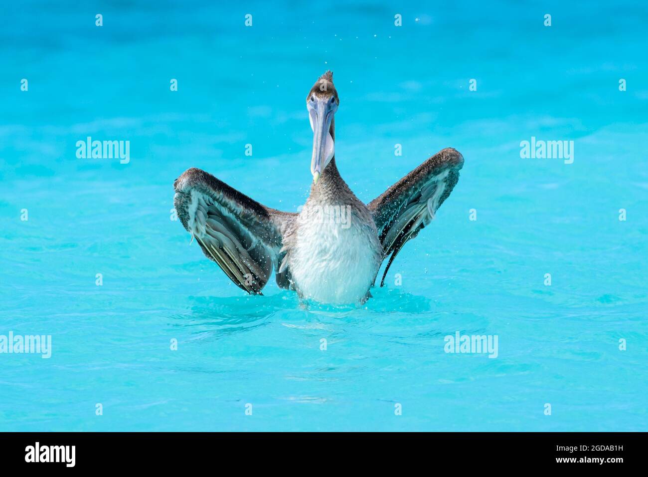 Braunpelikan (Pelecanus occidentalis) Fischerei im tropischen farbigen Wasser, Bonaire, niederländische Karibik. Stockfoto