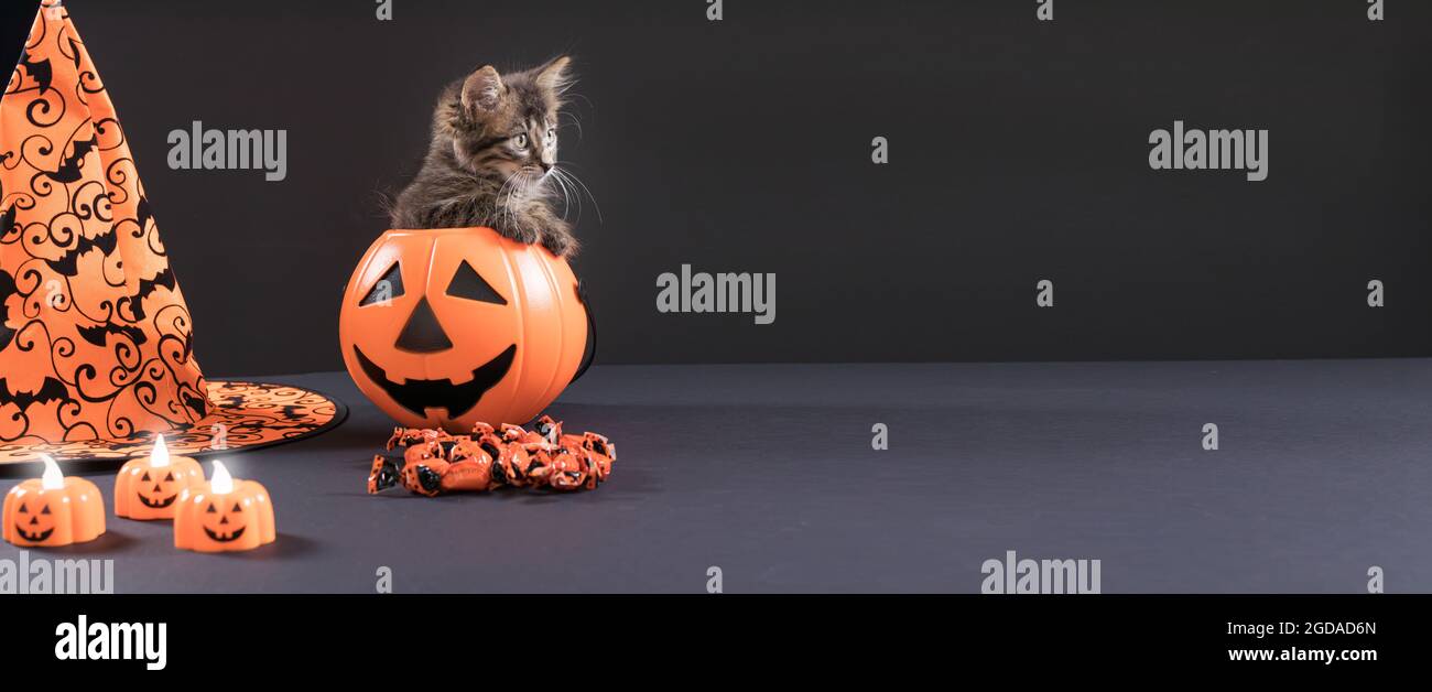 Eine Halloween Katze sitzt in einem Eimer Kürbis für Süßigkeiten. Langes Banner auf schwarzem Hintergrund für Textkopien. Stockfoto