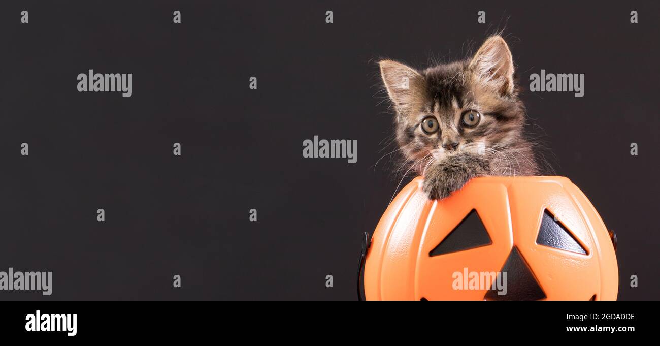 Eine Halloween Katze sitzt in einem Eimer Kürbis für Süßigkeiten. Langes Banner auf schwarzem Hintergrund für Textkopien. Stockfoto