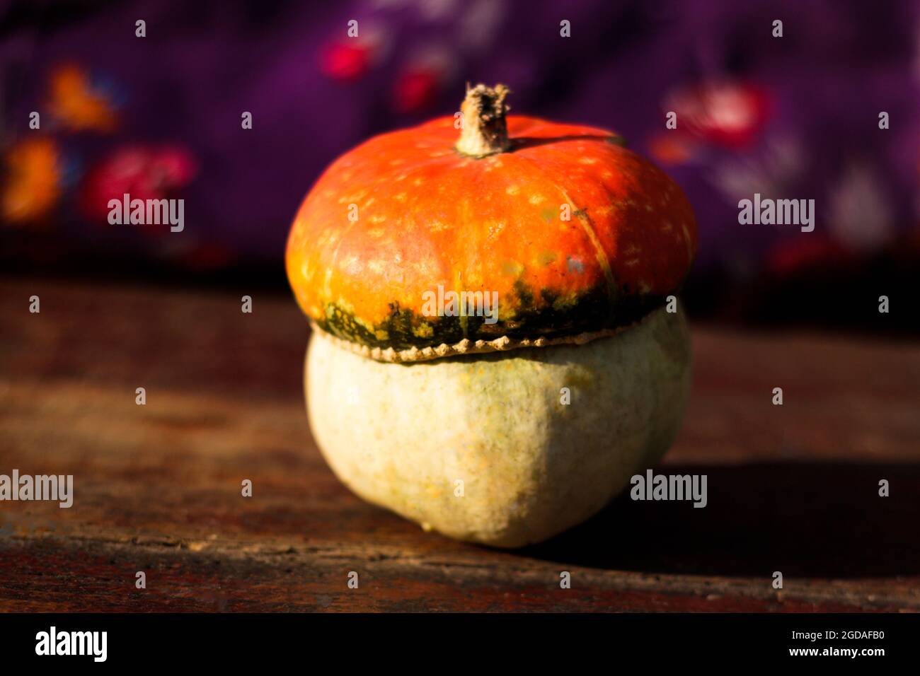 Herbstkürbis von interessanter Form, wie ein Pilz. Rote Reithaube Kürbis Sorte. Violetter unscharfer Hintergrund. Alter Holzhintergrund. Stockfoto