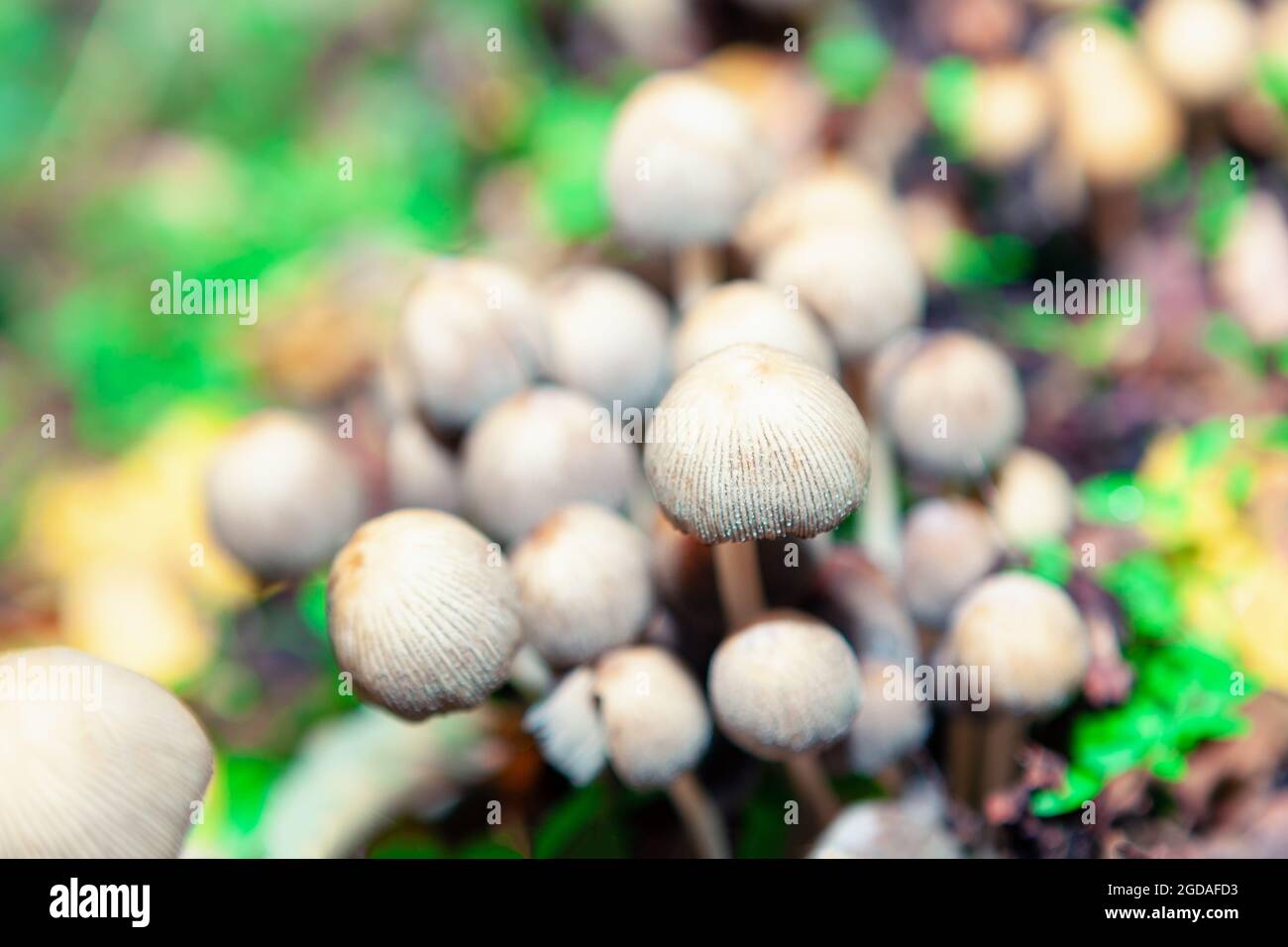 Pilze wachsen im Herbstwald. Abstrakter Hintergrund Stockfoto