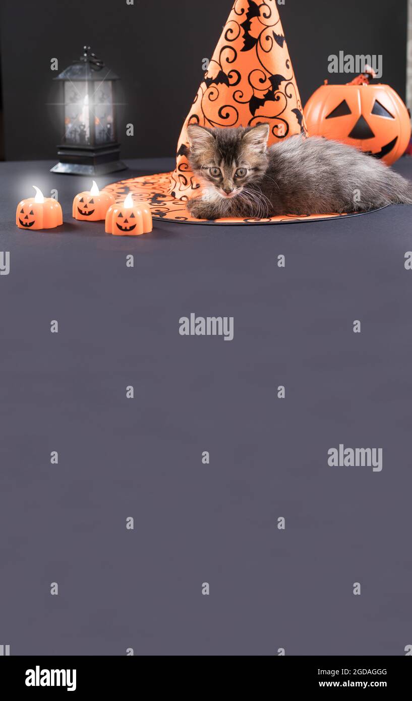Vertikaler Bannerplatz für Text. Eine Halloween Kätzin sitzt neben dem Hexenhut auf einem schwarzen Hintergrund. Stockfoto