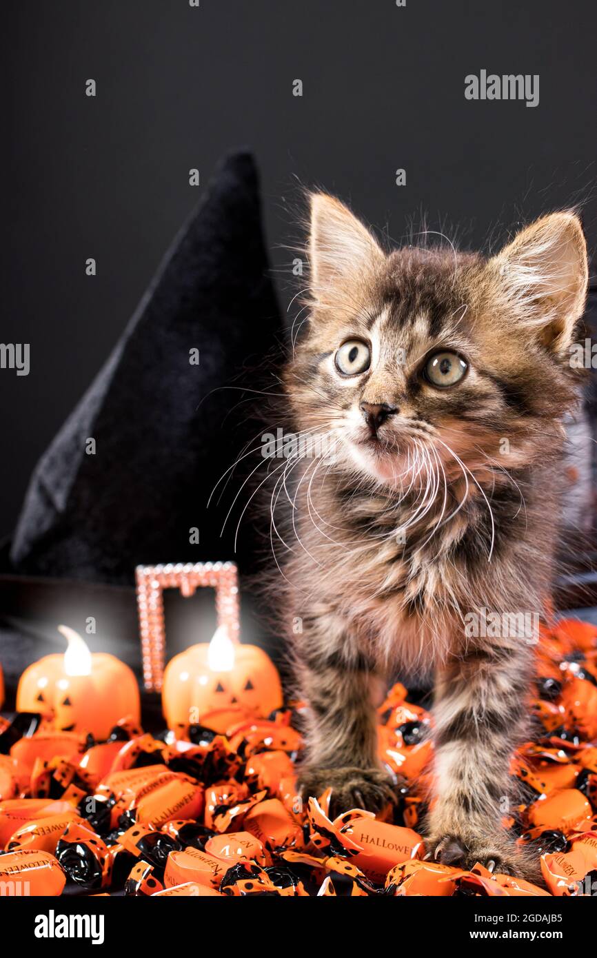 Halloween flauschiges Kätzchen, das auf Süßigkeiten vor dem Hintergrund eines Hutes läuft und Kürbiskerzen auf einer vertikalen Postkarte mit schwarzem Hintergrund Stockfoto