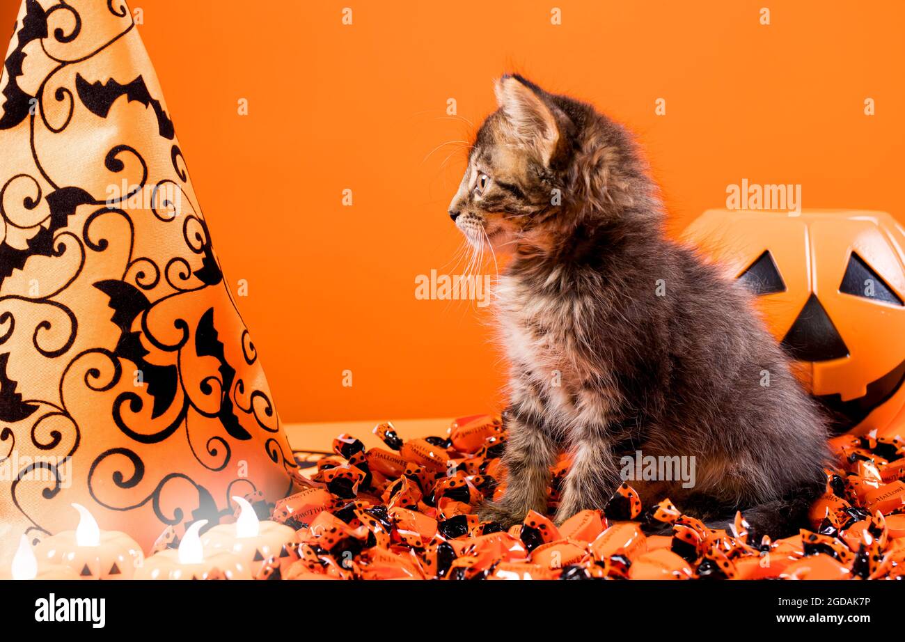 Ein charmantes Kätzchen bereitet sich auf Halloween vor. Schöne Karte mit Platz für Text in orange. Stockfoto