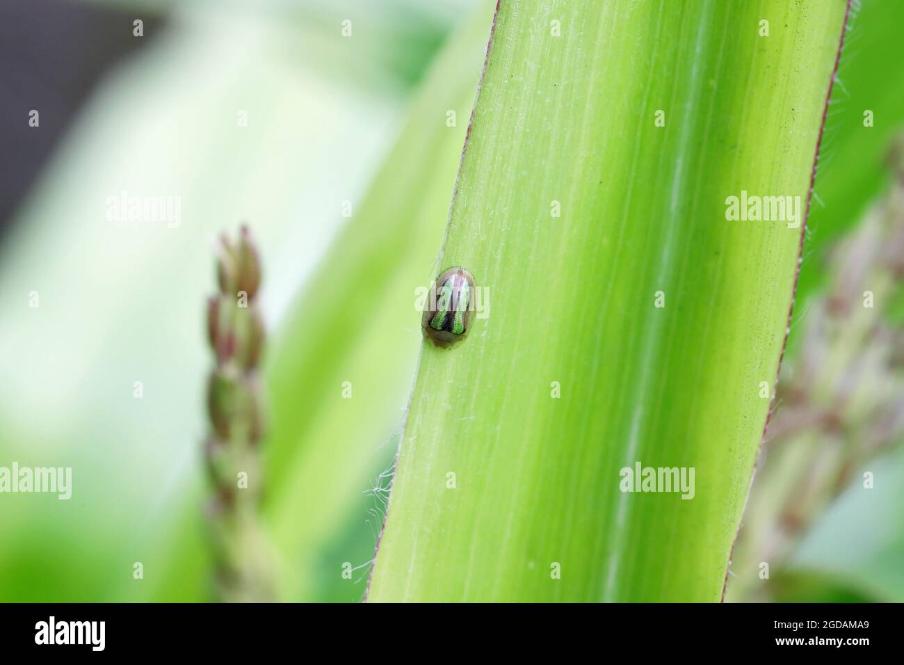 Cassida vittata ist ein grüner Käfer aus der Familie der Blattkäfer. Die Larven dieses Insekts können rote Beete schädigen. Stockfoto