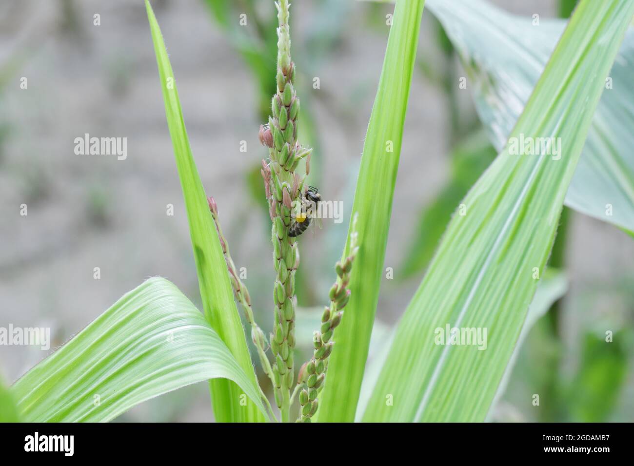 Honigbiene sammelt Pollen von Maispflanzen. Stockfoto