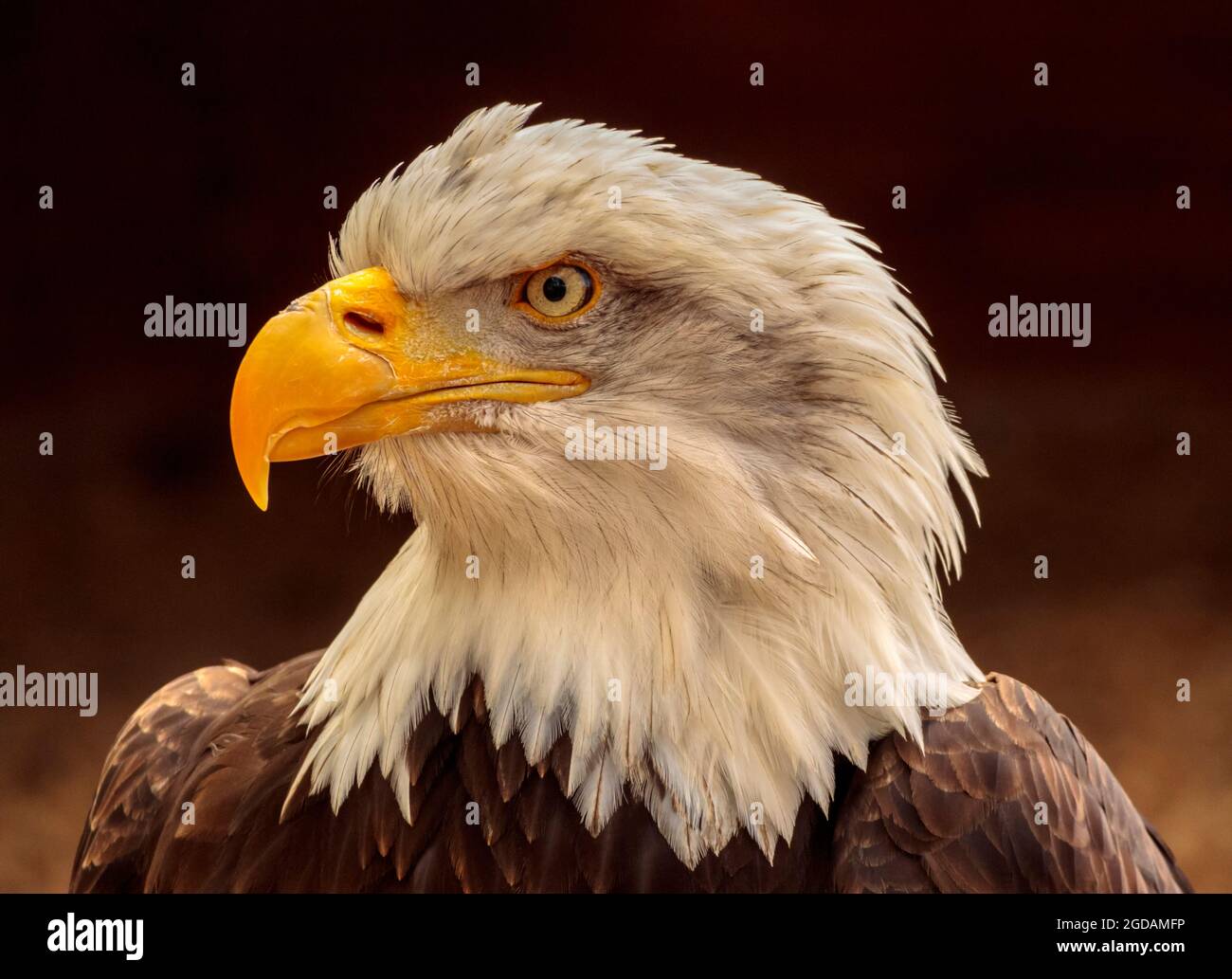 Weißkopfadler, amerikanischer oder Weißkopfadler (Haliacetus leucocepahlus) Stockfoto