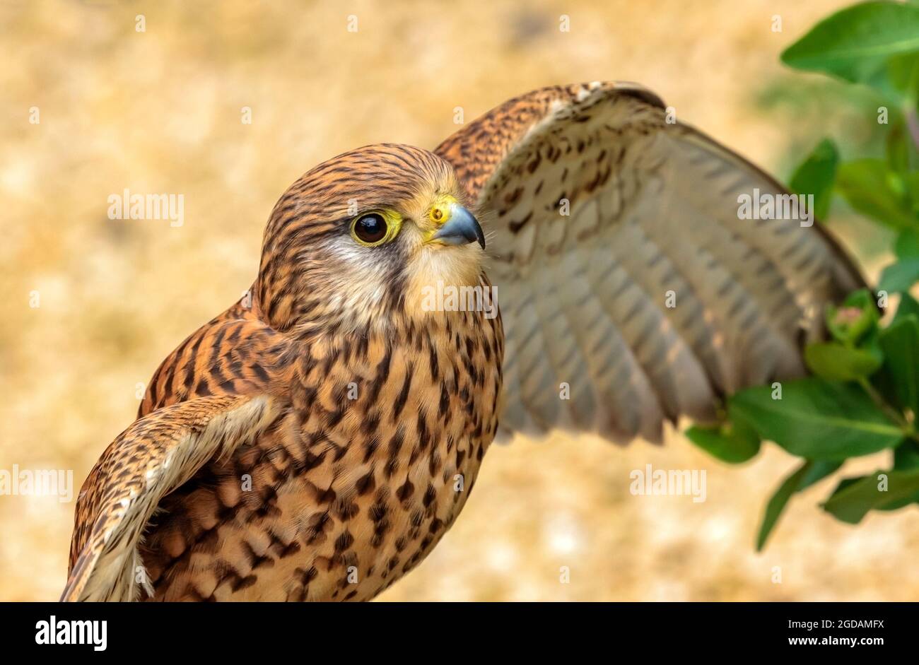 Kestrel (Falco tinnunculus) thronte und lüftte seine Flügel Stockfoto