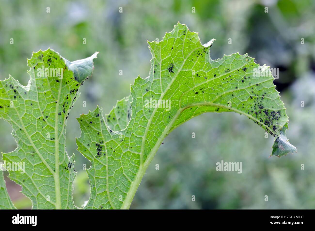 Angriff von Blattläusen (Aphis gossypii) auf die Blätter der Zucchini Stockfoto