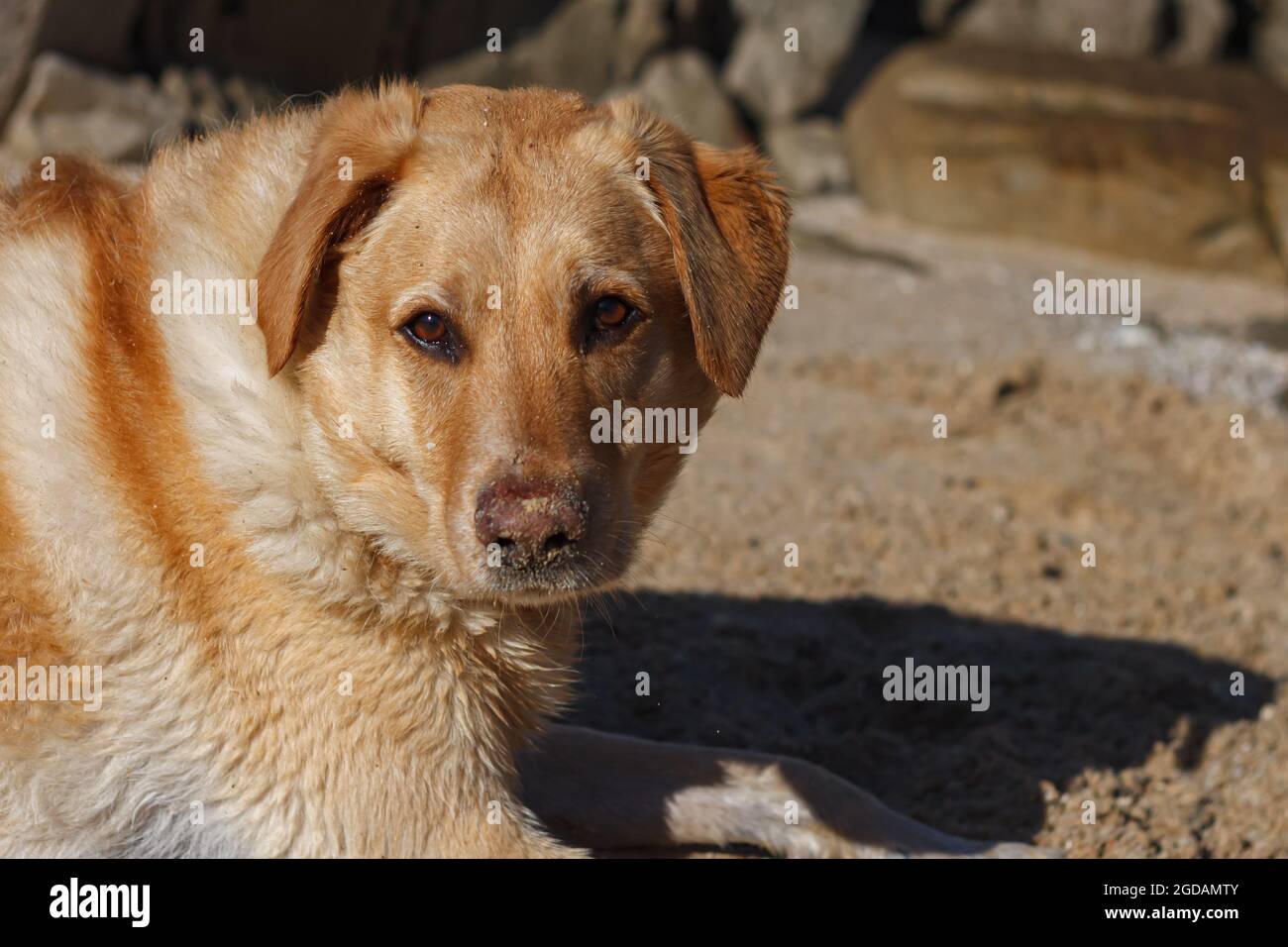 Glücklicher Labrador, der sich nach seinem Schwimmen am Strand ausruhte Stockfoto
