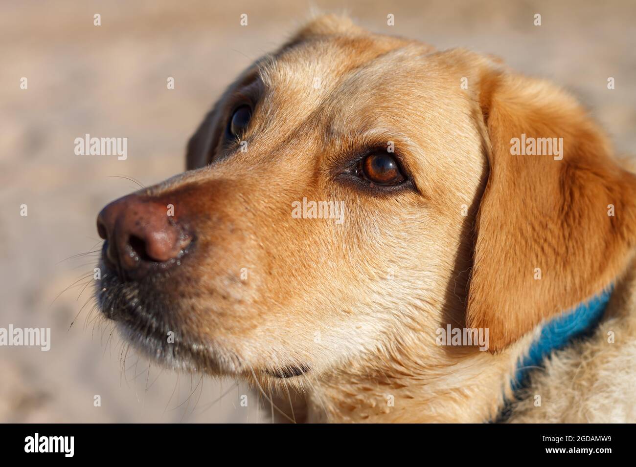 Nahaufnahme eines Labradors am Strand Stockfoto