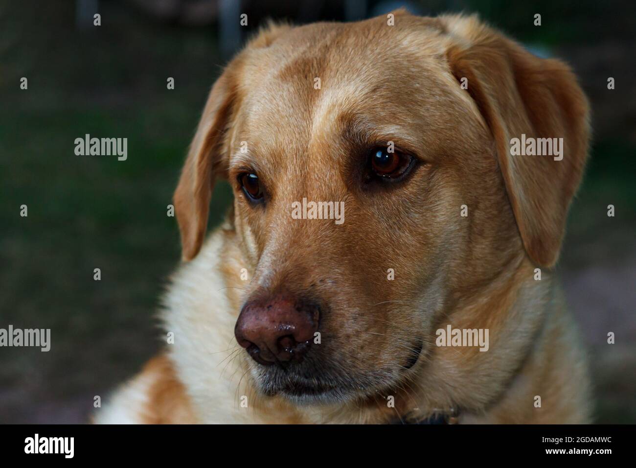 Freundlicher Labrador in einem Porträt mit geringer Schärfentiefe, das bei natürlichem Licht aufgenommen wurde Stockfoto