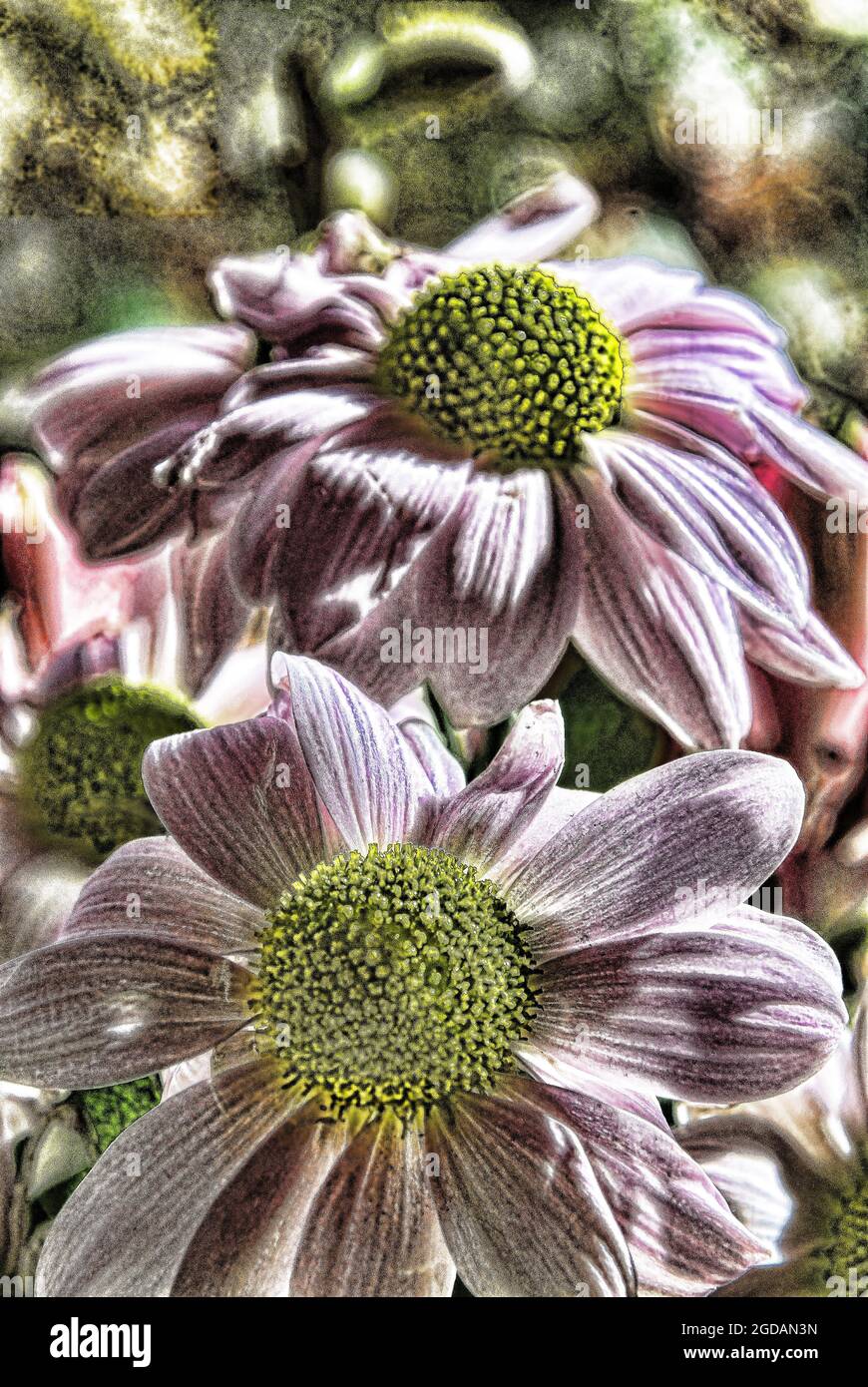 Digital verbessert, manipuliert, Chrysantheme Kopf, Blume Makro. Stockfoto