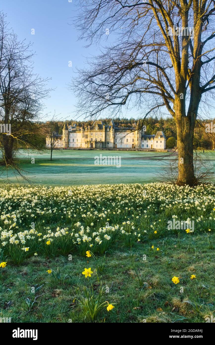 Beliebt, Callendar, öffentlich, Park, Narzissen, Callander, Haus, Chateau, Herrenhaus, Schottisch, Baronial, Stil, gebaut, von, Forbes, Von, Callander, Familie, Stockfoto