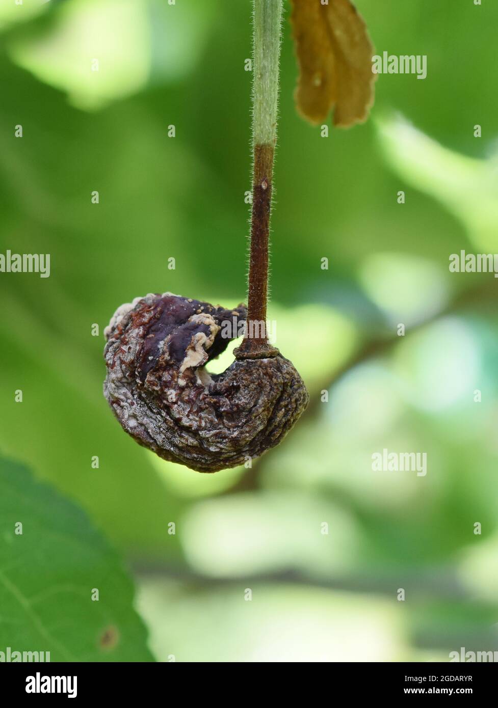 Pilzinfektion durch Pflaumengall Taphrina pruni auf Pflaumenfrucht Stockfoto