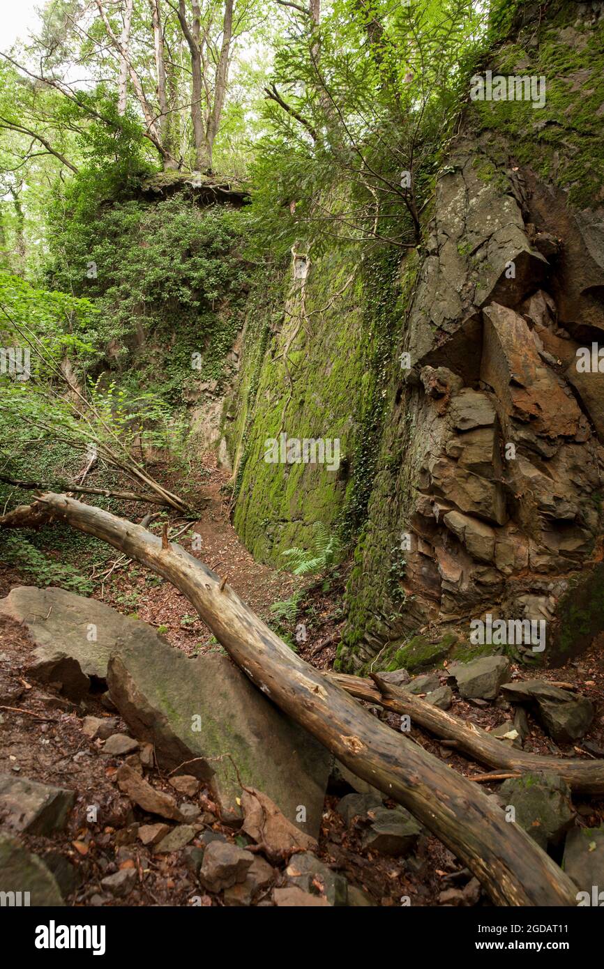 Felsenschlucht des Stenzelbergs im Siebengebirge bei Königswinter diente der Berg bis zum Th als Steinbruch für Quarzlatit Stockfoto