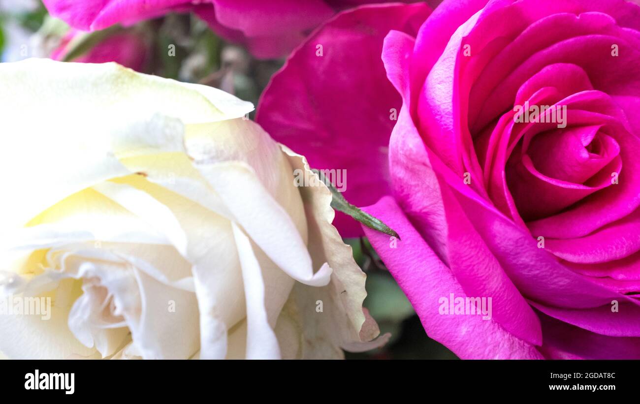 Schöne rosa und weiße Rosen. Stockfoto