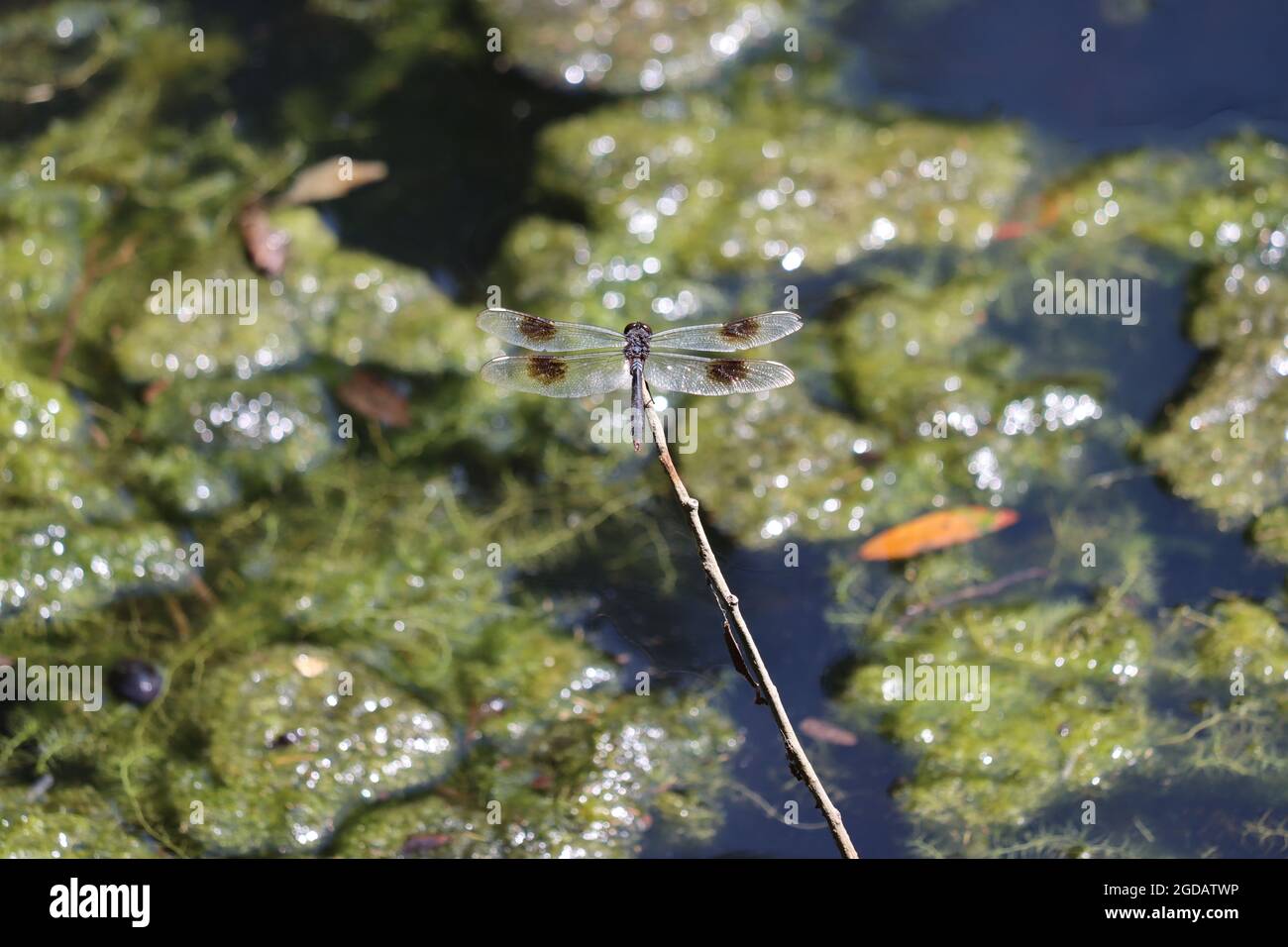 Eine vierfleckige Wimpel-Libelle, die auf einem Zweig über einem algengefüllten Teich ruht Stockfoto