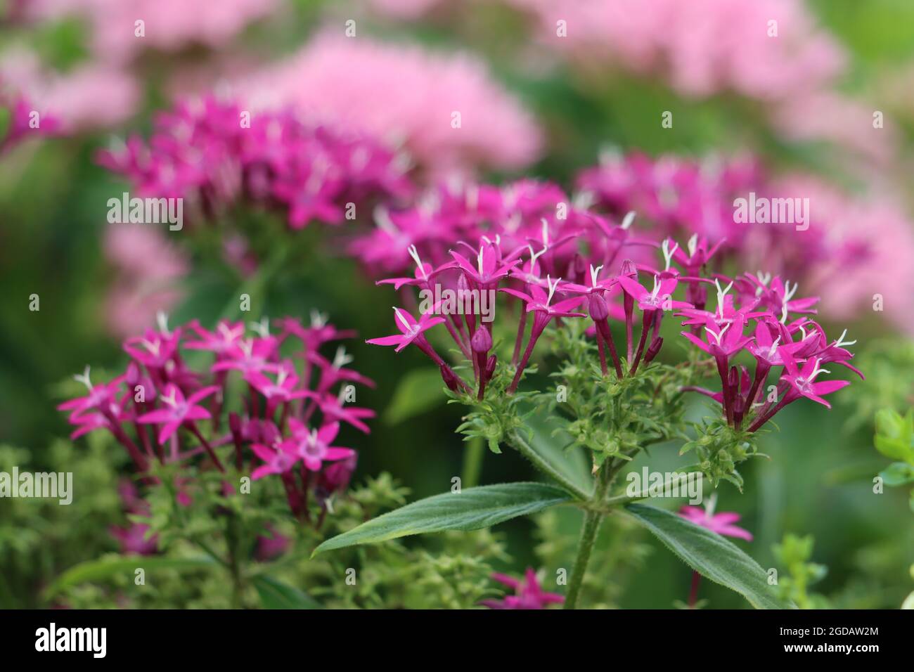 Ägyptische Sternhaufen blüht im Sommer Stockfoto