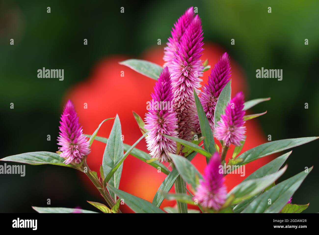 Blühende Kahnenkamm-Blumen in der Sommersonne mit rotem Hintergrund Stockfoto