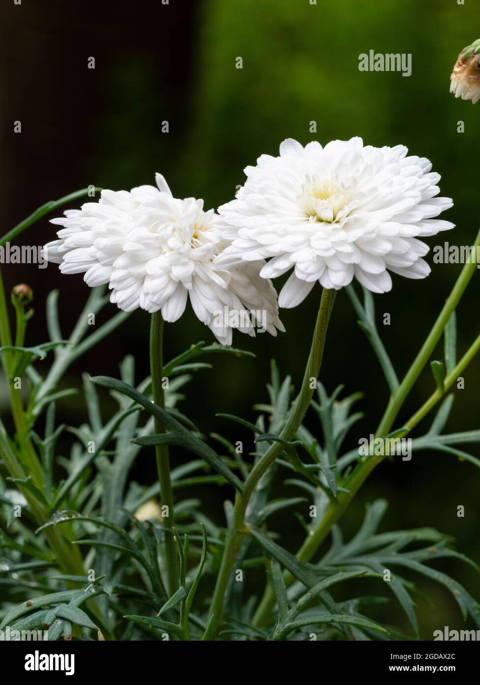 Komplizierte doppelte Sommerblumen der halbharten marguerite Gänseblümchen, Argyranthemum frutescens 'Molimba Double White' Stockfoto