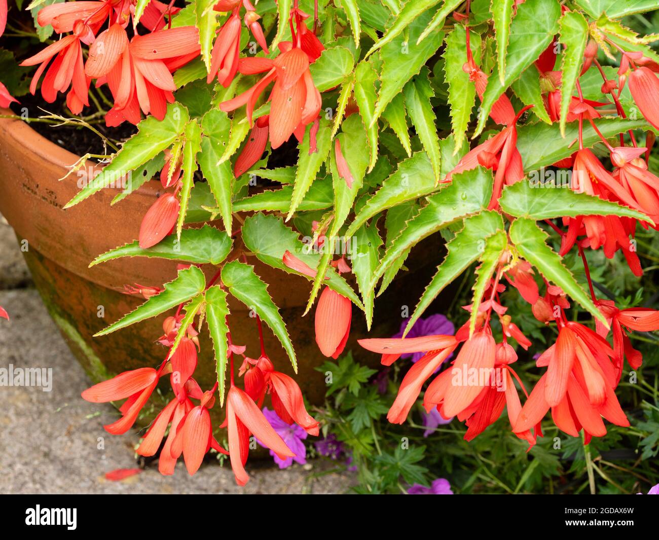 Hängende rote Blüten des Sommers blühend, zarte, tuberige Staude, Begonia boliviensis 'Bonaparte Red' Stockfoto
