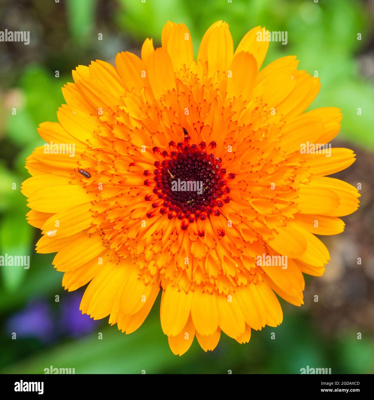 Nahaufnahme einer einzigen Blume der robusten jährlichen Ringelblume, Calendula officinalis „Crown Orange“ Stockfoto