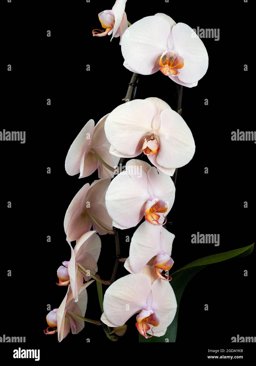 Große, blasse Blüten der zarten Mottenorchidee, Phalaenopsis Venus 'Cascade' Stockfoto